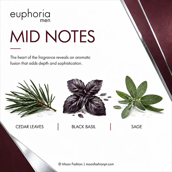 Euphoria Men mid notes graphic showing cedar leaves, black basil and sage on a white background.