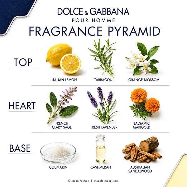 Dolce&Gabbana Pour Homme fragrance pyramid showing the top, heart and base note groups.