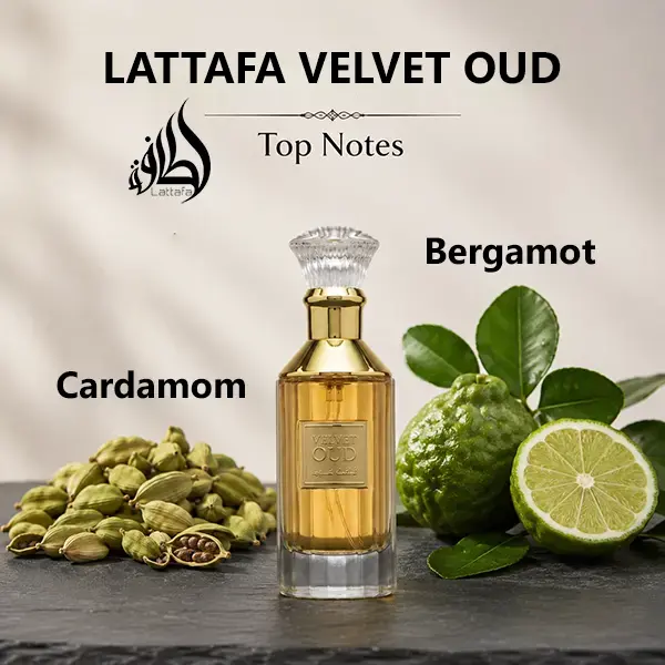Fragrance notes breakdown featuring vibrant bergamot and warm cardamom top accords.
