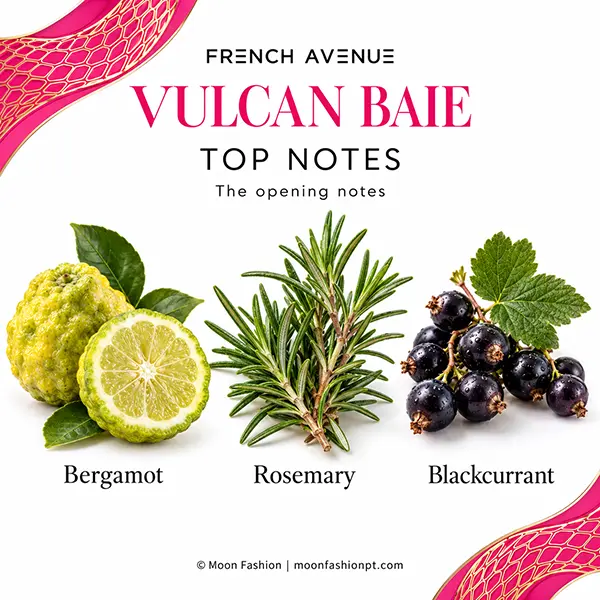 Vulcan Baie top notes illustrated with bergamot, rosemary sprigs and blackcurrants.